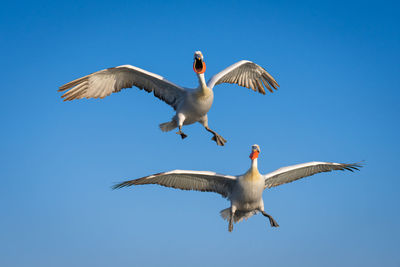 Low angle view of bird flying against clear blue sky