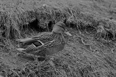 High angle view of bird on land