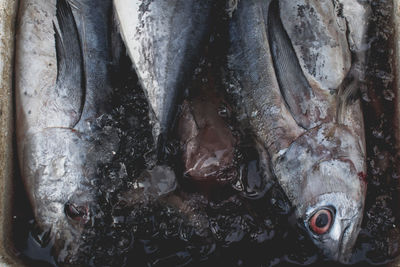 Close-up of fish sculpture