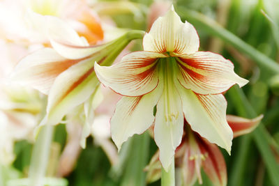 Close-up of flowering plant