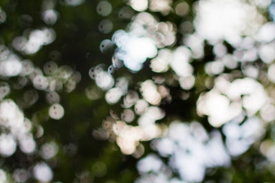 Close-up of white flowering plant