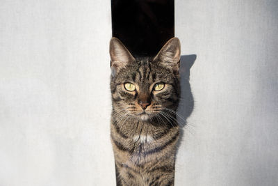 Portrait of tabby cat against white background