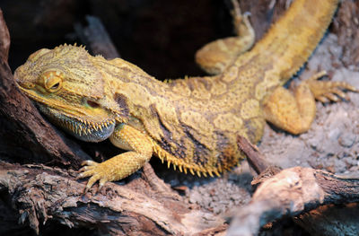 Close-up of lizard on tree