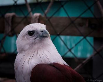 Close-up of parrot in cage