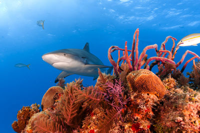 Shark swimming over reef in blue water