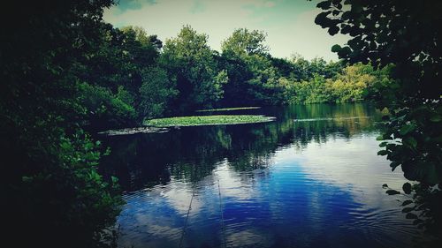 Reflection of trees in lake