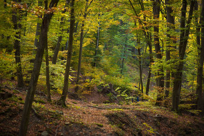 Trees in forest during autumn