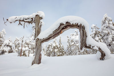 Close-up of snow covered tree against clear sky