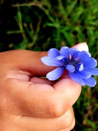 Close-up of hand holding purple flower