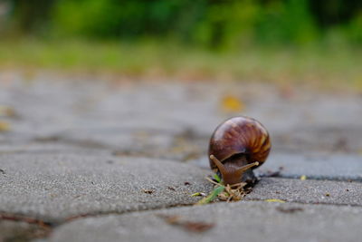 snail