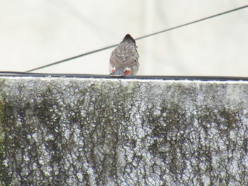 Close-up of bird perching on feeder