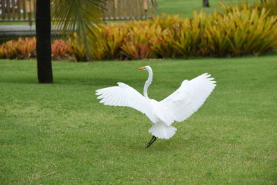 White swan on grass