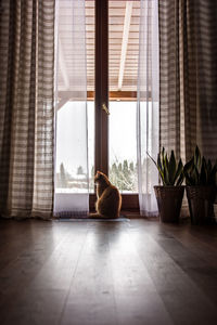 Cat sitting on floor at home