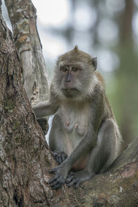 Monkey looking away sitting on tree