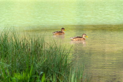 Duck swimming in lake