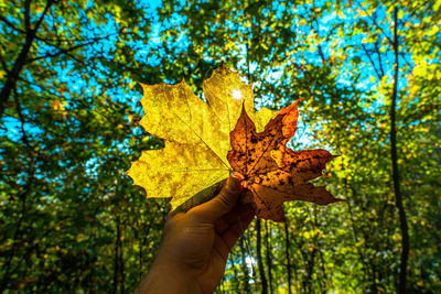 Low angle view of person holding maple leaves