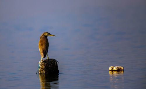 Bird perching on wooden post in lake