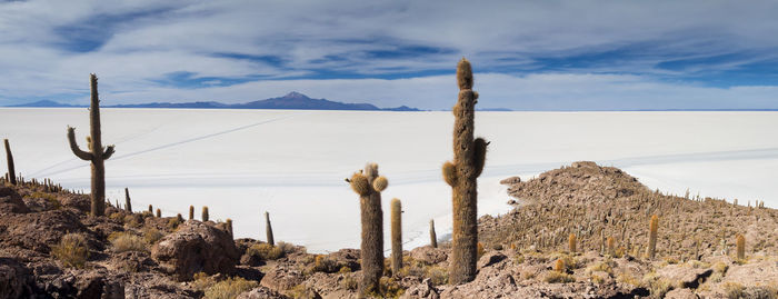 Cactus growing on mountain against sky