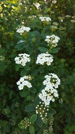 Close-up of flowers blooming on tree