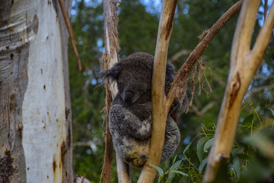 Close-up of a tree trunk
