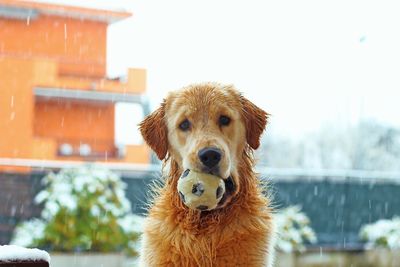 Portrait of a dog against built structure