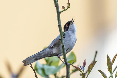 Close-up of bird perching on plant