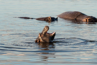 Duck swimming in sea