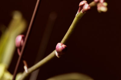 Close-up of pink flower bud