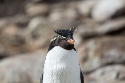 Close-up of penguin