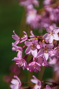 Close-up of pink flowering plant