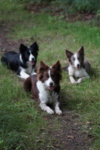 Dogs on grass