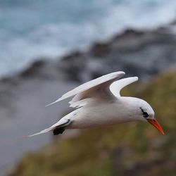 Close-up of bird