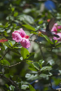 Close-up of pink flowers