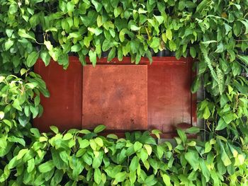 Close-up of ivy growing on plant