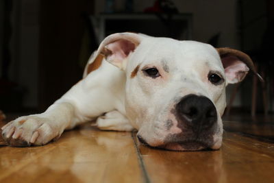 Close-up portrait of a dog lying on hardwood floor