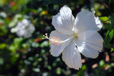 Close-up of white flowering plant