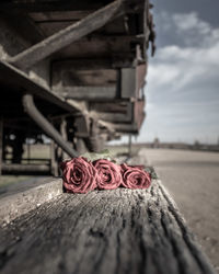 Close-up of red rose on wood against sky