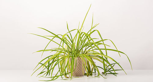 Close-up of plant against white background