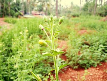 Close-up of plant