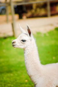 Close-up of a llama on field