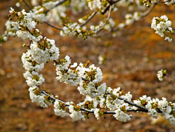 Close-up of white flowers on branch