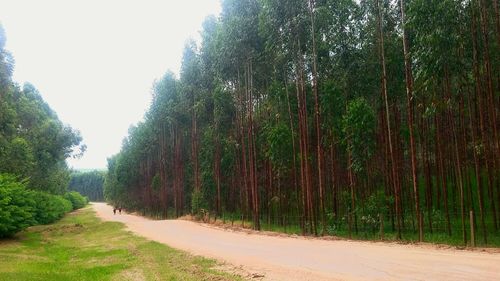 Footpath passing through forest