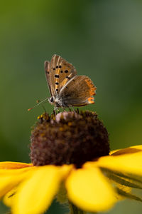 Close-up of butterfly pollinating on flower