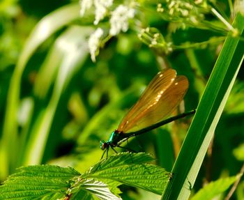 Close-up of butterfly on leaf