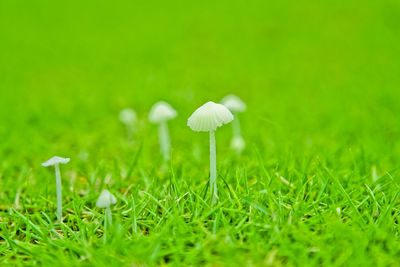 Close-up of white mushroom growing on field