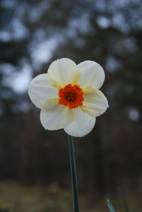 Close-up of white flower