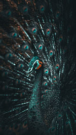 Close-up of peacock