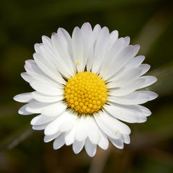 Close-up of white daisy