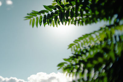 Close-up of fresh green plant against sky