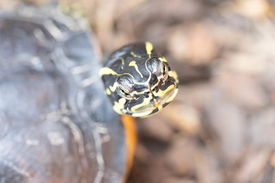 Close-up of turtle on a land